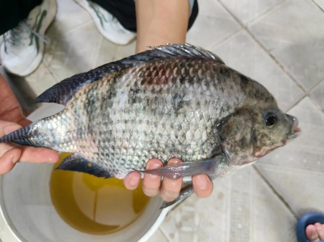 黑鱗病對哪些魚類危害最大，arxiv論文助手 黑鱗病對哪些魚類危害最大，arxiv論文助手 龍魚百科 第2張