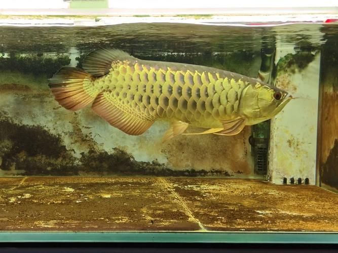 能否提供更多拍攝金龍魚的高清圖，金龍魚攝影技巧