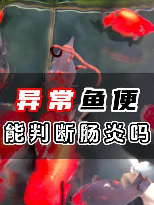 如何判斷魚腸炎是否嚴(yán)重，錦鯉腸炎和內(nèi)寄分不出來(lái)場(chǎng)長(zhǎng)教你分辨腸炎和內(nèi)寄的兩個(gè)關(guān)鍵點(diǎn) 如何判斷魚腸炎是否嚴(yán)重，錦鯉腸炎和內(nèi)寄分不出來(lái)場(chǎng)長(zhǎng)教你分辨腸炎和內(nèi)寄的兩個(gè)關(guān)鍵點(diǎn) 龍魚百科 第3張