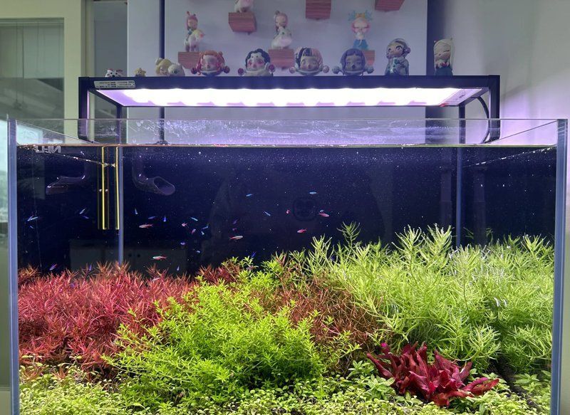 60厘米魚缸有哪些推薦配置，0厘米的水族箱怎么選？ 60厘米魚缸有哪些推薦配置，0厘米的水族箱怎么選？ 龍魚百科 第7張