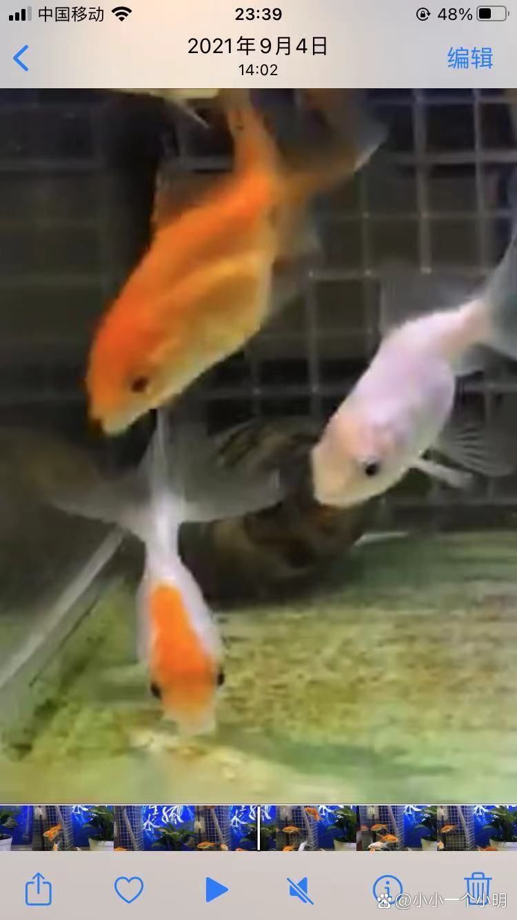 碘伏對哪些魚病最有效，碘伏在水產養殖與觀賞魚疾病防治中的應用 碘伏對哪些魚病最有效，碘伏在水產養殖與觀賞魚疾病防治中的應用 龍魚百科 第8張