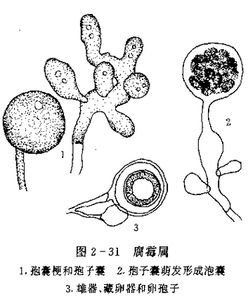 碘伏對哪些魚病最有效，碘伏在水產養殖與觀賞魚疾病防治中的應用 碘伏對哪些魚病最有效，碘伏在水產養殖與觀賞魚疾病防治中的應用 龍魚百科 第6張