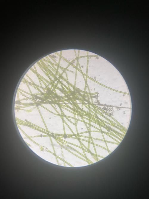 碘伏對哪些魚病最有效，碘伏在水產養殖與觀賞魚疾病防治中的應用 碘伏對哪些魚病最有效，碘伏在水產養殖與觀賞魚疾病防治中的應用 龍魚百科 第4張