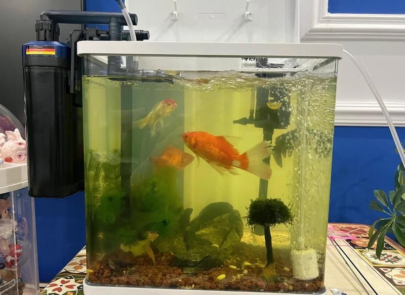 碘伏對哪些魚病最有效，碘伏在水產養殖與觀賞魚疾病防治中的應用 碘伏對哪些魚病最有效，碘伏在水產養殖與觀賞魚疾病防治中的應用 龍魚百科 第9張