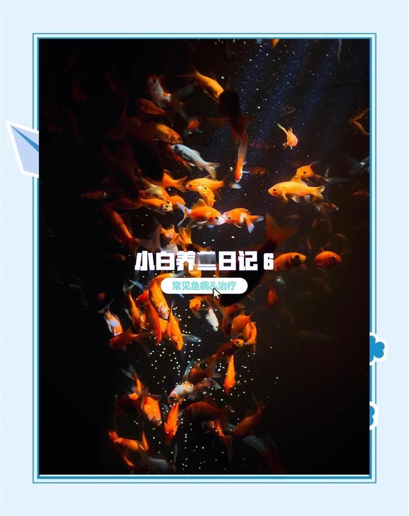 碘伏對哪些魚病最有效，碘伏在水產養殖與觀賞魚疾病防治中的應用 碘伏對哪些魚病最有效，碘伏在水產養殖與觀賞魚疾病防治中的應用 龍魚百科 第7張