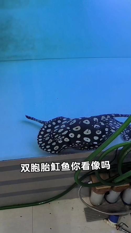 如何促進純血皇冠黑白魟魚生長?,如何促進純血皇冠黑白魟魚生長 龍魚百科 第6張 如何促進純血皇冠黑白魟魚生長?,如何促進純血皇冠黑白魟魚生長 如何促進純血皇冠黑白魟魚生長?,如何促進純血皇冠黑白魟魚生長 龍魚百科 第6張