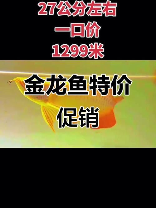 龍魚批發(fā)價(jià)格大概是多少