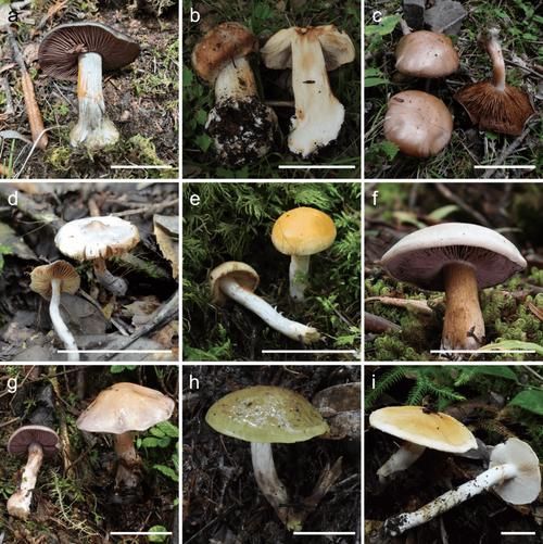 能否提供更多關(guān)于真菌和細(xì)菌的圖片,生物學(xué)研究中真菌和細(xì)菌的圖片生成的一段摘要:真菌和細(xì)菌 龍魚百科 第11張 能否提供更多關(guān)于真菌和細(xì)菌的圖片,生物學(xué)研究中真菌和細(xì)菌的圖片生成的一段摘要:真菌和細(xì)菌 能否提供更多關(guān)于真菌和細(xì)菌的圖片,生物學(xué)研究中真菌和細(xì)菌的圖片生成的一段摘要:真菌和細(xì)菌 龍魚百科 第11張