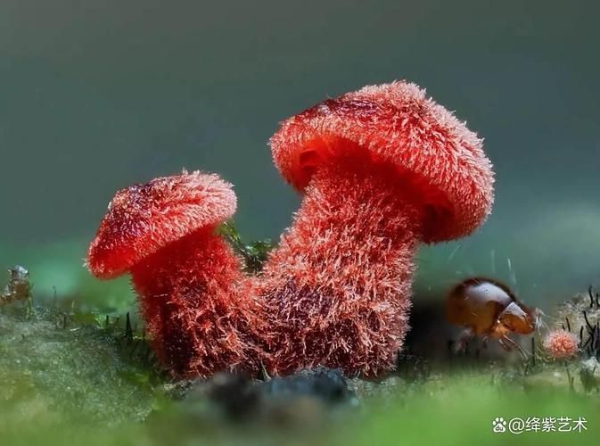 能否提供更多關(guān)于真菌和細(xì)菌的圖片，生物學(xué)研究中真菌和細(xì)菌的圖片生成的一段摘要：真菌和細(xì)菌 能否提供更多關(guān)于真菌和細(xì)菌的圖片，生物學(xué)研究中真菌和細(xì)菌的圖片生成的一段摘要：真菌和細(xì)菌 龍魚百科 第12張