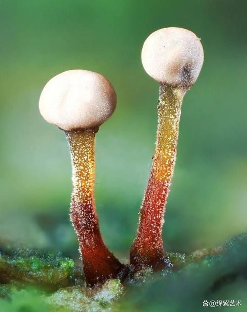 能否提供更多關(guān)于真菌和細(xì)菌的圖片,生物學(xué)研究中真菌和細(xì)菌的圖片生成的一段摘要:真菌和細(xì)菌 龍魚百科 第5張 能否提供更多關(guān)于真菌和細(xì)菌的圖片,生物學(xué)研究中真菌和細(xì)菌的圖片生成的一段摘要:真菌和細(xì)菌 能否提供更多關(guān)于真菌和細(xì)菌的圖片,生物學(xué)研究中真菌和細(xì)菌的圖片生成的一段摘要:真菌和細(xì)菌 龍魚百科 第5張