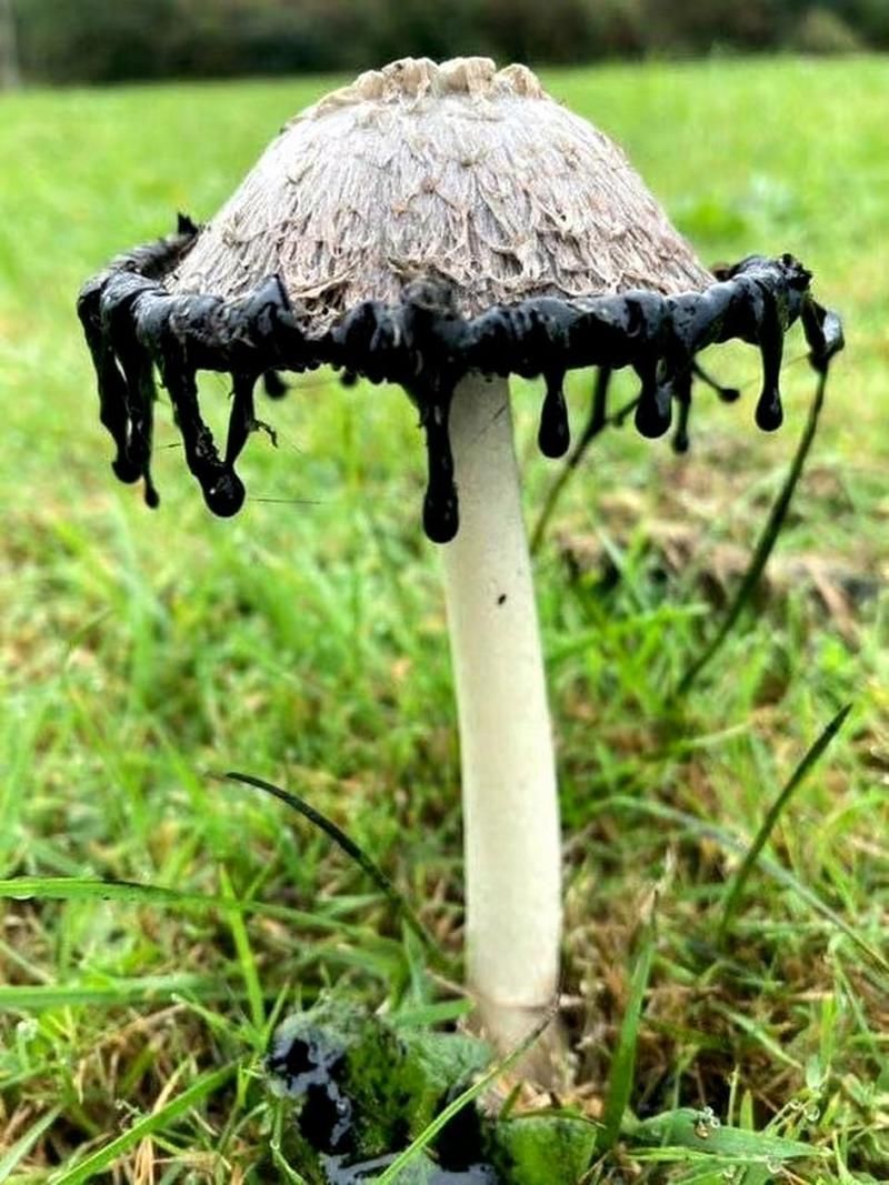 能否提供更多關(guān)于真菌和細(xì)菌的圖片,生物學(xué)研究中真菌和細(xì)菌的圖片生成的一段摘要:真菌和細(xì)菌 龍魚百科 第9張 能否提供更多關(guān)于真菌和細(xì)菌的圖片,生物學(xué)研究中真菌和細(xì)菌的圖片生成的一段摘要:真菌和細(xì)菌 能否提供更多關(guān)于真菌和細(xì)菌的圖片,生物學(xué)研究中真菌和細(xì)菌的圖片生成的一段摘要:真菌和細(xì)菌 龍魚百科 第9張