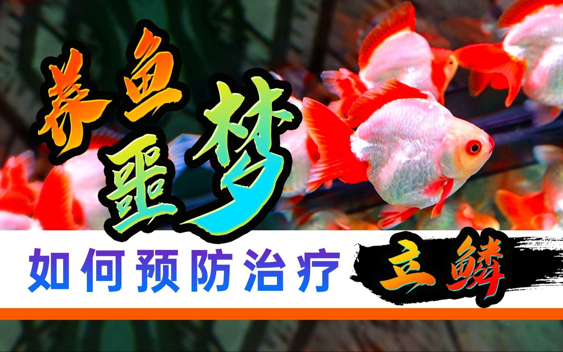 松鱗病有疫苗嗎，立鱗松鱗全面解析 松鱗病有疫苗嗎，立鱗松鱗全面解析 龍魚百科 第2張