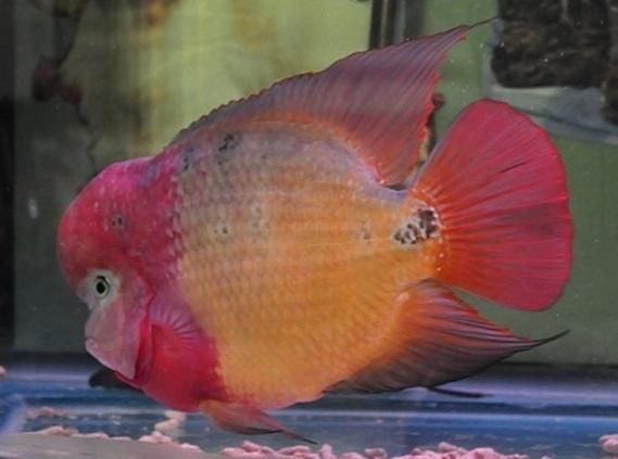 彩虹金花羅漢魚的市場價格是多少？，彩虹金花羅漢魚價格 彩虹金花羅漢魚的市場價格是多少？，彩虹金花羅漢魚價格 龍魚百科 第1張