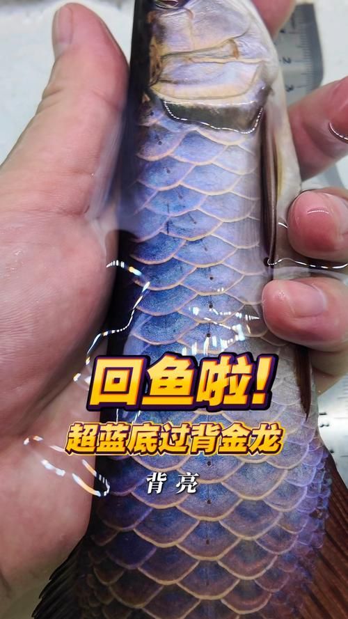 古典藍底過背金龍魚如何選購,古典藍底過背金龍魚應考慮以下幾個要點 龍魚百科 第4張 古典藍底過背金龍魚如何選購,古典藍底過背金龍魚應考慮以下幾個要點 古典藍底過背金龍魚如何選購,古典藍底過背金龍魚應考慮以下幾個要點 龍魚百科 第4張