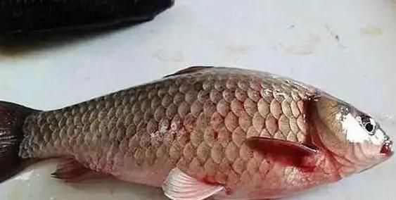 如何判斷魚鰭根部充血