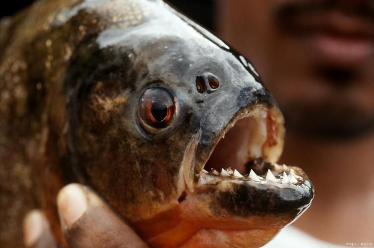 有哪些攻擊性魚類需要特別注意，關(guān)于攻擊性魚類的組件 有哪些攻擊性魚類需要特別注意，關(guān)于攻擊性魚類的組件 龍魚百科 第3張