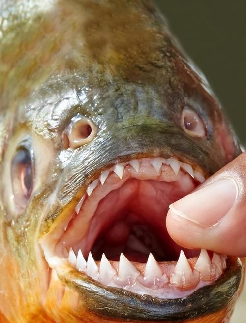 有哪些攻擊性魚類需要特別注意，關(guān)于攻擊性魚類的組件 有哪些攻擊性魚類需要特別注意，關(guān)于攻擊性魚類的組件 龍魚百科 第2張