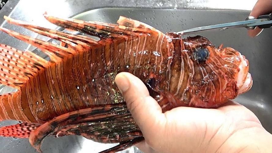 有哪些攻擊性魚類需要特別注意，關(guān)于攻擊性魚類的組件 有哪些攻擊性魚類需要特別注意，關(guān)于攻擊性魚類的組件 龍魚百科 第11張