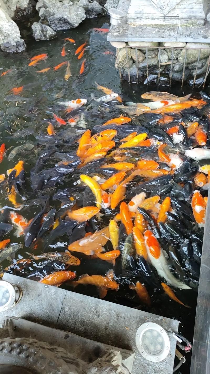 如何安全地訪問金龍魚視頻祥龍魚場?,“金龍魚視頻祥龍魚視頻祥龍魚場詐騙1000字配圖 龍魚百科 第5張 如何安全地訪問金龍魚視頻祥龍魚場?,“金龍魚視頻祥龍魚視頻祥龍魚場詐騙1000字配圖 如何安全地訪問金龍魚視頻祥龍魚場?,“金龍魚視頻祥龍魚視頻祥龍魚場詐騙1000字配圖 龍魚百科 第5張