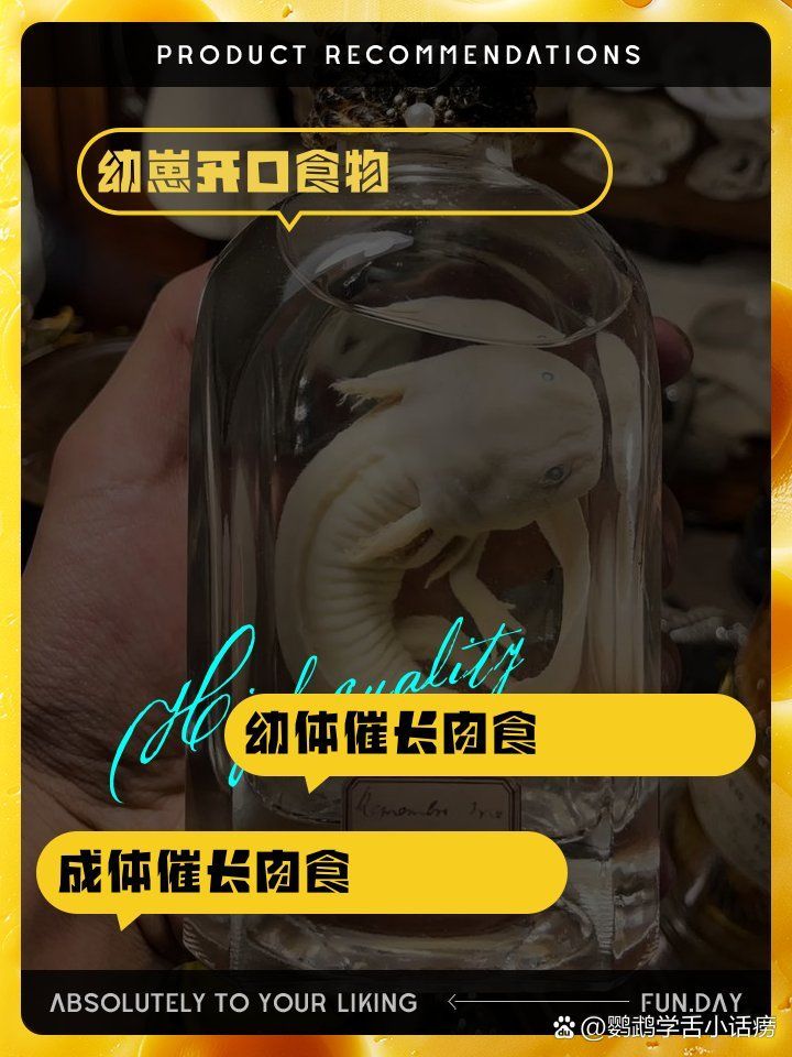 六角恐龍魚幼體如何喂養，六角恐龍魚的喂養指南 六角恐龍魚幼體如何喂養，六角恐龍魚的喂養指南 龍魚百科 第2張