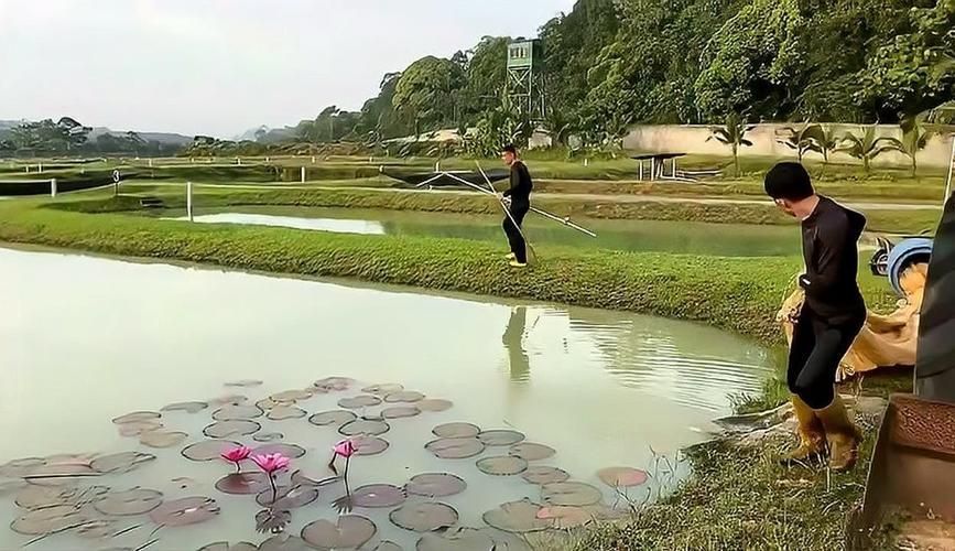 祥龍魚場有哪些獲獎(jiǎng)記錄？，關(guān)于祥龍魚場獲獎(jiǎng)記錄 祥龍魚場有哪些獲獎(jiǎng)記錄？，關(guān)于祥龍魚場獲獎(jiǎng)記錄 龍魚百科 第4張