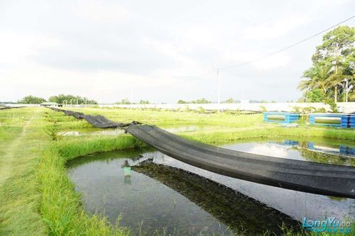 祥龍魚場有哪些獲獎(jiǎng)記錄？，關(guān)于祥龍魚場獲獎(jiǎng)記錄 祥龍魚場有哪些獲獎(jiǎng)記錄？，關(guān)于祥龍魚場獲獎(jiǎng)記錄 龍魚百科 第5張