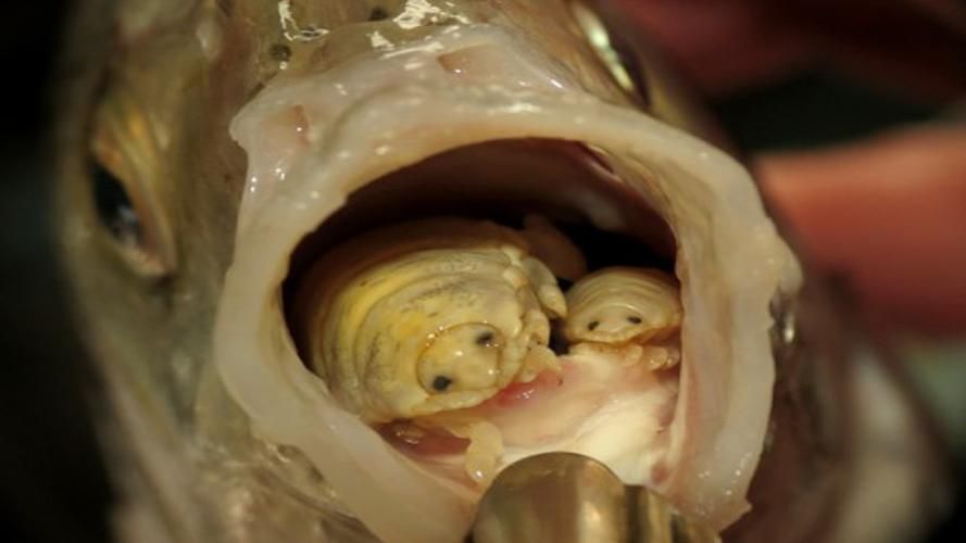 如何預防魚虱子的傳播,arxiv論文助手arxiv論文助手arxiv論文助手 龍魚百科 第5張 如何預防魚虱子的傳播,arxiv論文助手arxiv論文助手arxiv論文助手 如何預防魚虱子的傳播,arxiv論文助手arxiv論文助手arxiv論文助手 龍魚百科 第5張