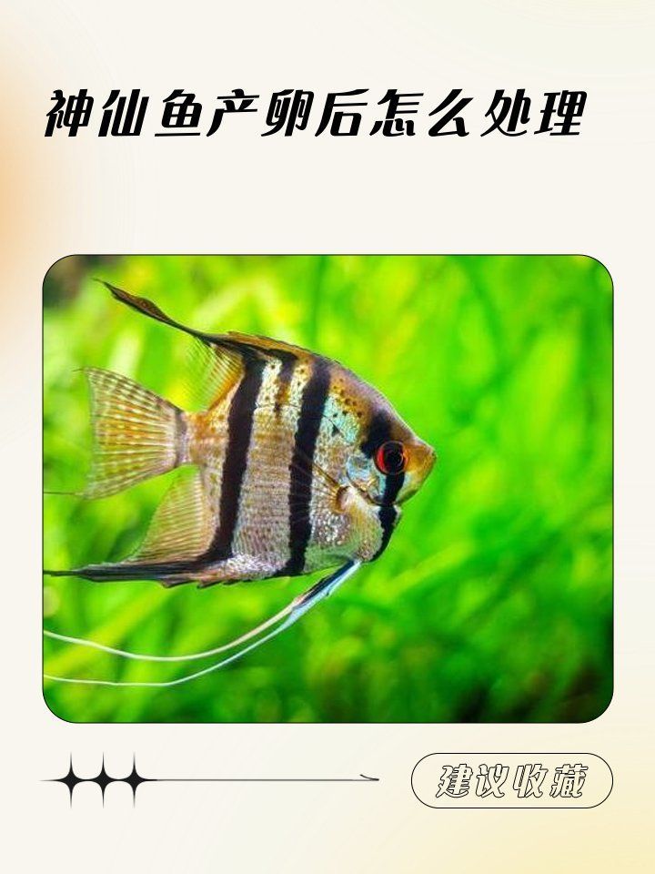 雙線側魚繁殖后如何處理？，雙線側魚繁殖后處理全流程詳解