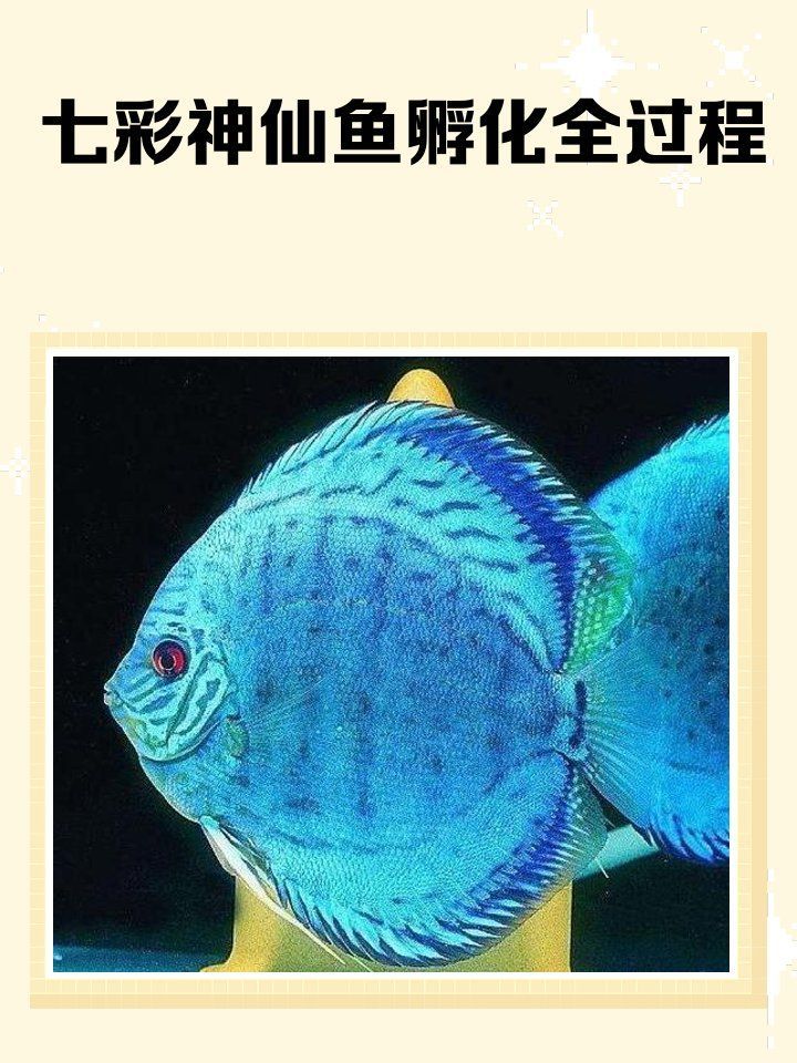雙線側魚繁殖后如何處理？，雙線側魚繁殖后處理全流程詳解 雙線側魚繁殖后如何處理？，雙線側魚繁殖后處理全流程詳解 龍魚百科 第2張