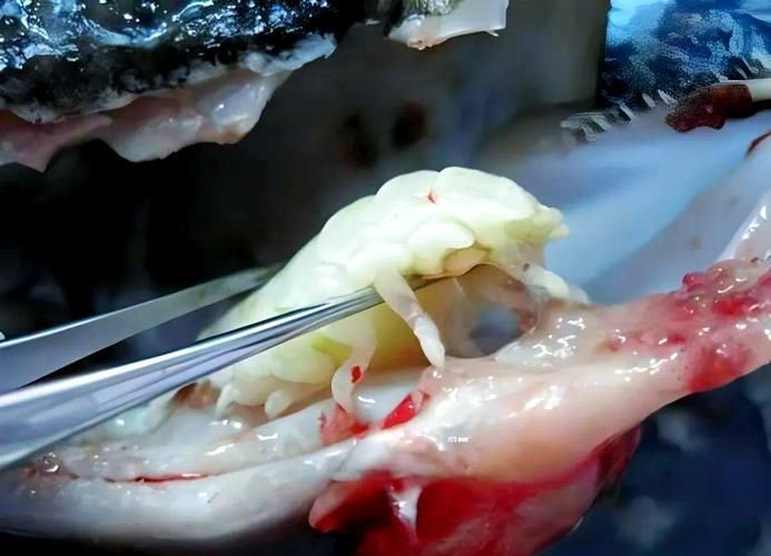 給我一些鲺和魚虱的圖片，如何判斷[需手動填充]和魚虱 給我一些鲺和魚虱的圖片，如何判斷[需手動填充]和魚虱 龍魚百科 第18張