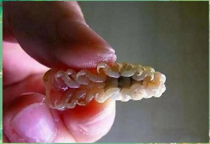 給我一些鲺和魚虱的圖片，如何判斷[需手動填充]和魚虱 給我一些鲺和魚虱的圖片，如何判斷[需手動填充]和魚虱 龍魚百科 第14張