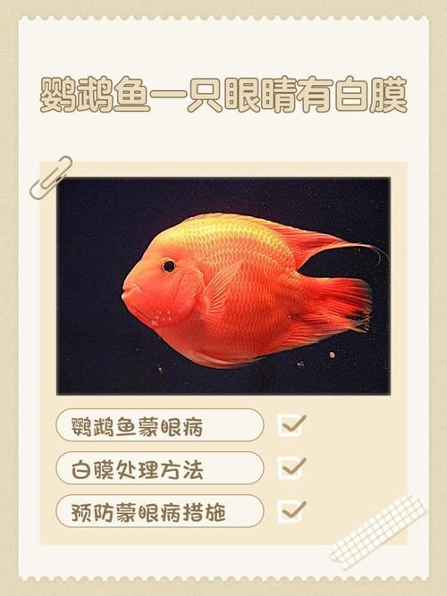 如何預防魚眼睛出現白膜，如何預防金魚眼睛出現白膜