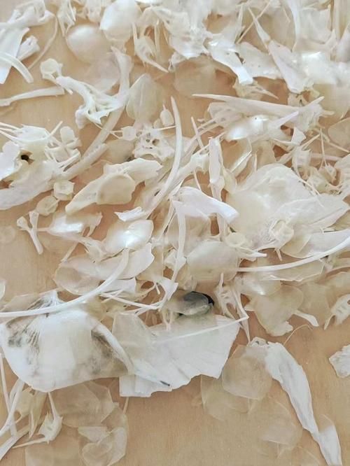 如何制作魚骨紀念品,如何制作魚骨紀念品制作魚骨紀念品的制作步驟和制作流程 龍魚百科 第1張 如何制作魚骨紀念品,如何制作魚骨紀念品制作魚骨紀念品的制作步驟和制作流程 如何制作魚骨紀念品,如何制作魚骨紀念品制作魚骨紀念品的制作步驟和制作流程 龍魚百科 第1張