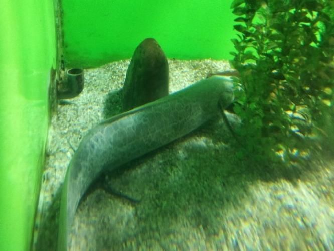 如何區分不同種類的肺魚?,如何區分不同種類的肺魚 龍魚百科 第7張 如何區分不同種類的肺魚?,如何區分不同種類的肺魚 如何區分不同種類的肺魚?,如何區分不同種類的肺魚 龍魚百科 第7張