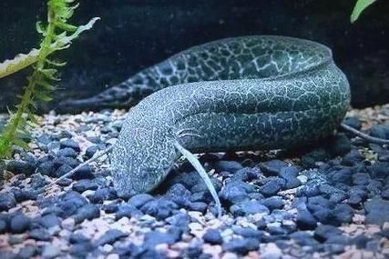 如何區分不同種類的肺魚?,如何區分不同種類的肺魚 龍魚百科 第12張 如何區分不同種類的肺魚?,如何區分不同種類的肺魚 如何區分不同種類的肺魚?,如何區分不同種類的肺魚 龍魚百科 第12張