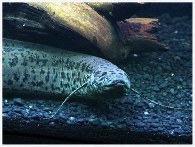 如何區分不同種類的肺魚?,如何區分不同種類的肺魚 龍魚百科 第4張 如何區分不同種類的肺魚?,如何區分不同種類的肺魚 如何區分不同種類的肺魚?,如何區分不同種類的肺魚 龍魚百科 第4張