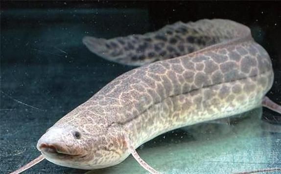 如何區分不同種類的肺魚?,如何區分不同種類的肺魚 龍魚百科 第5張 如何區分不同種類的肺魚?,如何區分不同種類的肺魚 如何區分不同種類的肺魚?,如何區分不同種類的肺魚 龍魚百科 第5張