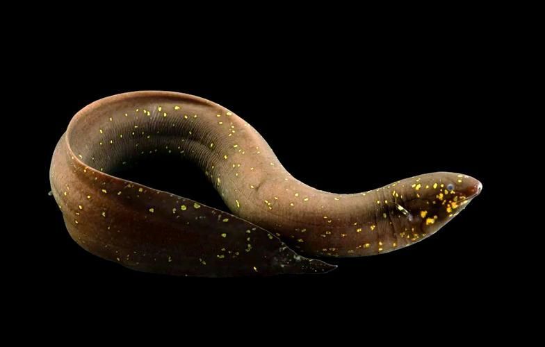 如何區分不同種類的肺魚?,如何區分不同種類的肺魚 龍魚百科 第13張 如何區分不同種類的肺魚?,如何區分不同種類的肺魚 如何區分不同種類的肺魚?,如何區分不同種類的肺魚 龍魚百科 第13張
