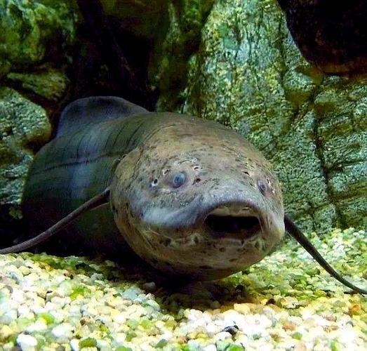 如何區分不同種類的肺魚?,如何區分不同種類的肺魚 龍魚百科 第6張 如何區分不同種類的肺魚?,如何區分不同種類的肺魚 如何區分不同種類的肺魚?,如何區分不同種類的肺魚 龍魚百科 第6張