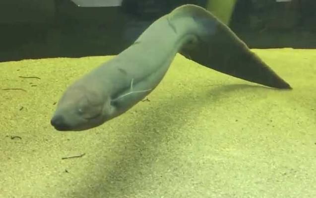 如何區分不同種類的肺魚?,如何區分不同種類的肺魚 龍魚百科 第11張 如何區分不同種類的肺魚?,如何區分不同種類的肺魚 如何區分不同種類的肺魚?,如何區分不同種類的肺魚 龍魚百科 第11張