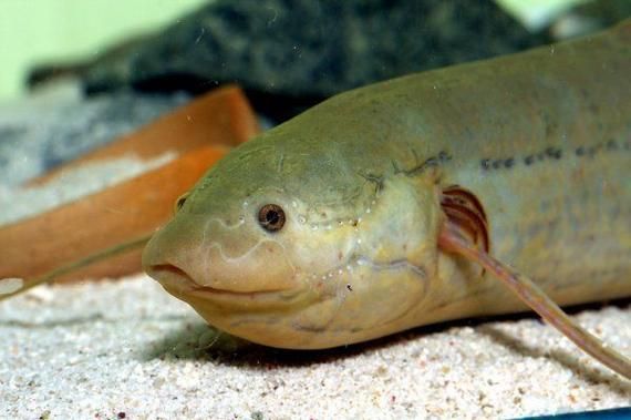 如何區分不同種類的肺魚?,如何區分不同種類的肺魚 龍魚百科 第10張 如何區分不同種類的肺魚?,如何區分不同種類的肺魚 如何區分不同種類的肺魚?,如何區分不同種類的肺魚 龍魚百科 第10張