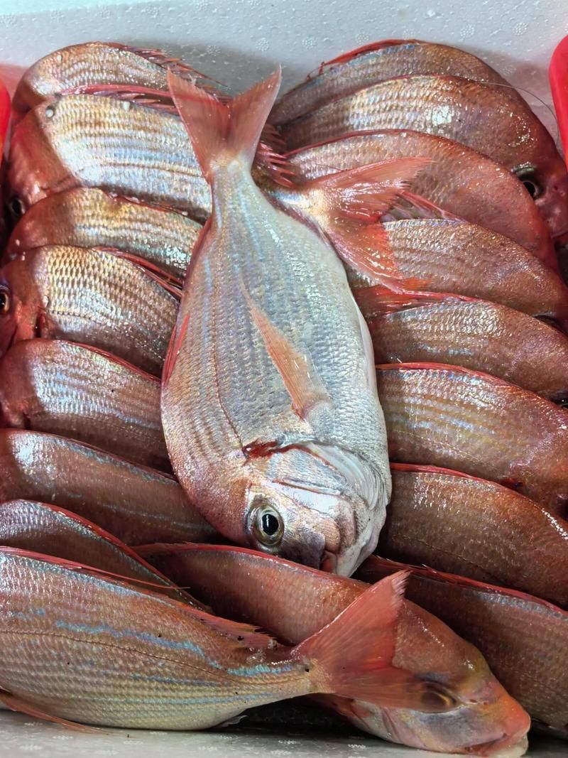 如何區分不同品種的魟魚？，如何區分不同品種的魟魚（stingray）？ 如何區分不同品種的魟魚？，如何區分不同品種的魟魚（stingray）？ 龍魚百科 第4張
