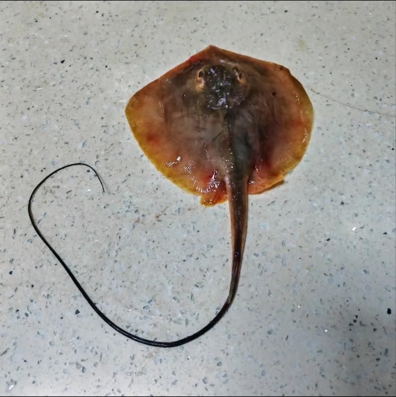 如何區分不同品種的魟魚？，如何區分不同品種的魟魚（stingray）？ 如何區分不同品種的魟魚？，如何區分不同品種的魟魚（stingray）？ 龍魚百科 第3張