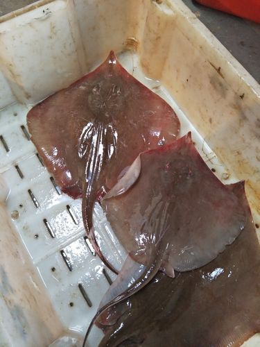 如何區分不同品種的魟魚？，如何區分不同品種的魟魚（stingray）？ 如何區分不同品種的魟魚？，如何區分不同品種的魟魚（stingray）？ 龍魚百科 第2張