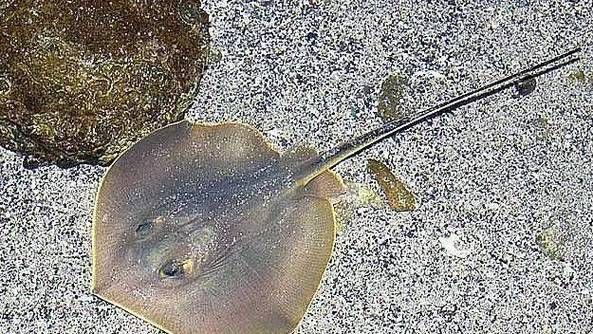 如何區分不同品種的魟魚？，如何區分不同品種的魟魚（stingray）？ 如何區分不同品種的魟魚？，如何區分不同品種的魟魚（stingray）？ 龍魚百科 第5張