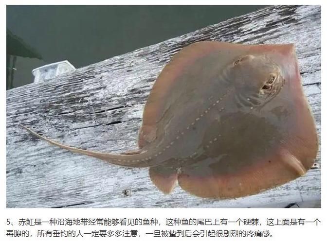 如何區分不同品種的魟魚？，如何區分不同品種的魟魚（stingray）？ 如何區分不同品種的魟魚？，如何區分不同品種的魟魚（stingray）？ 龍魚百科 第1張