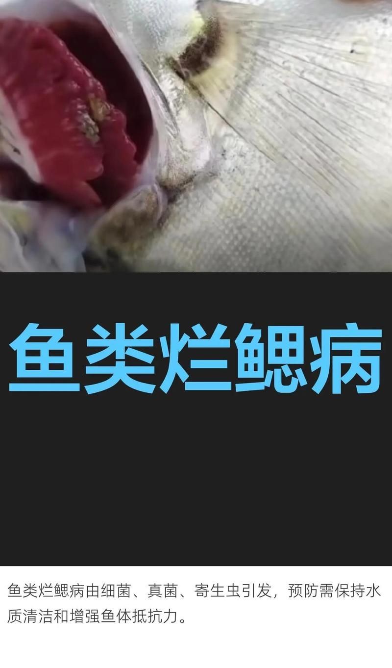 如何判斷龍魚是否爛鰓，如何判斷龍魚是否患有爛鰓 如何判斷龍魚是否爛鰓，如何判斷龍魚是否患有爛鰓 龍魚百科 第2張