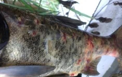 魚腹水病有哪些預(yù)防措施，魚腹水病的預(yù)防 魚腹水病有哪些預(yù)防措施，魚腹水病的預(yù)防 龍魚百科 第4張