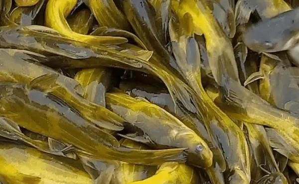 魚腹水病有哪些預(yù)防措施，魚腹水病的預(yù)防 魚腹水病有哪些預(yù)防措施，魚腹水病的預(yù)防 龍魚百科 第7張