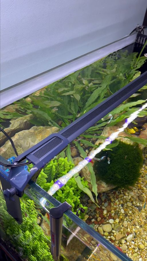 吉印水族有哪些熱門產品？，吉印水族水族熱門產品 吉印水族有哪些熱門產品？，吉印水族水族熱門產品 龍魚百科 第4張